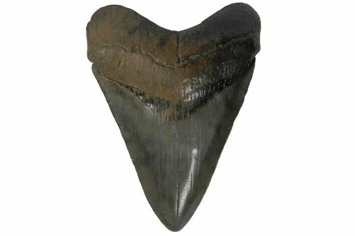 Fossil Megalodon Tooth - South Carolina #182985